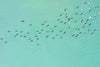 A group of countless birds flying high with a sea-green sky in the background, Broome #27