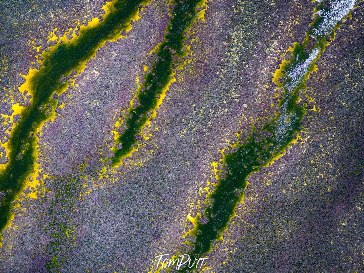 A large stony surface area with dull brown color, and three green long leaves on the surface with an outline of yellow fire, Broome No.33