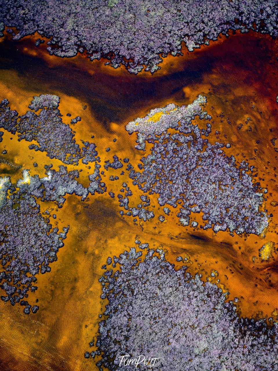 A large coffee color liquid surface area with some grounded bushes of silver color, Broome No.34