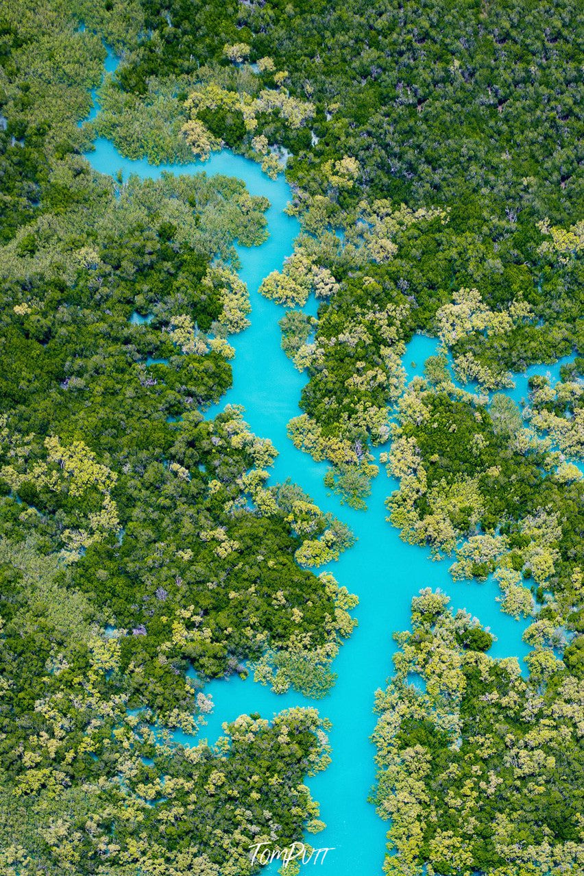 Aerial view of the sea with fully covered with countless trees over, Broome No.45