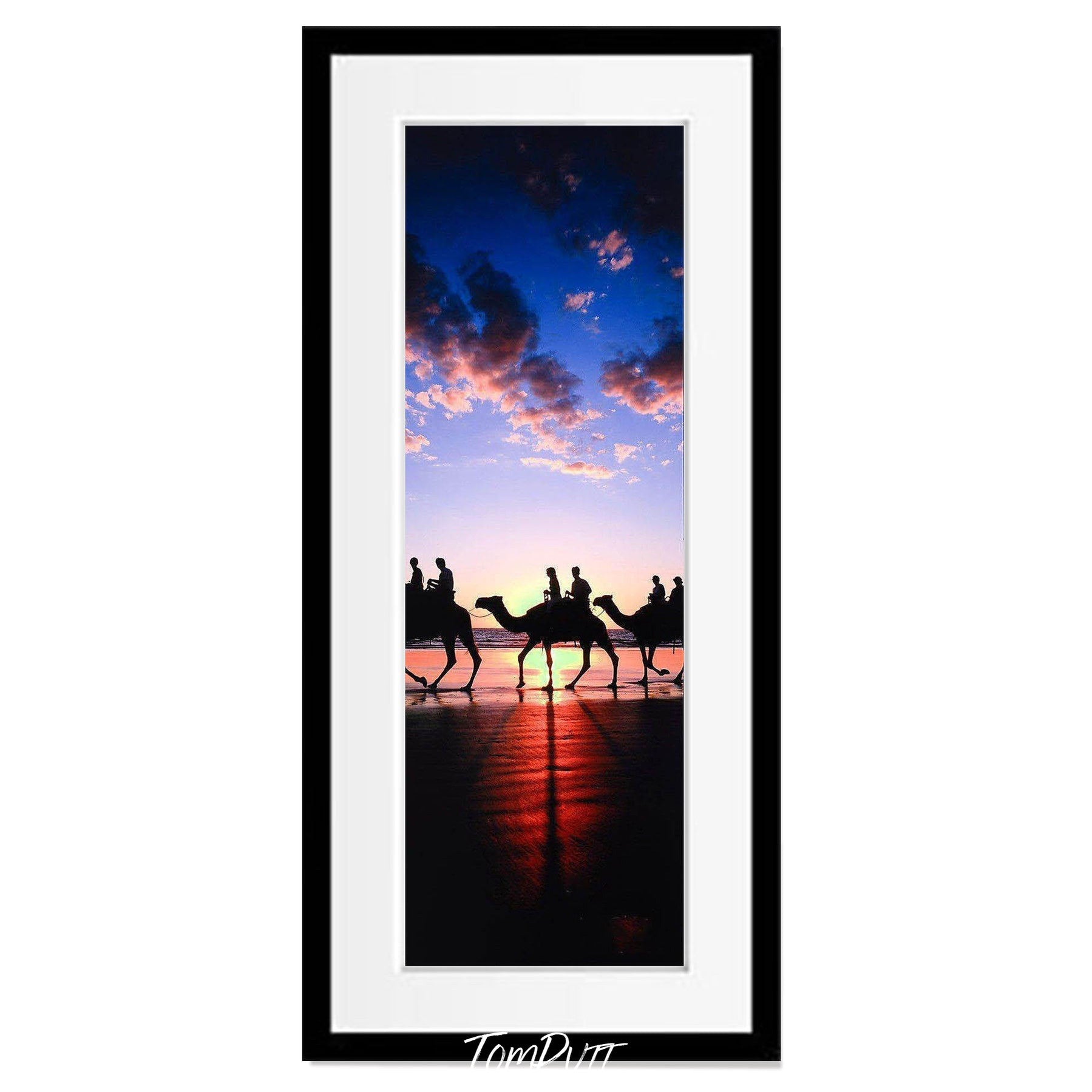 Broome Camels, The Kimberley, Western Australia