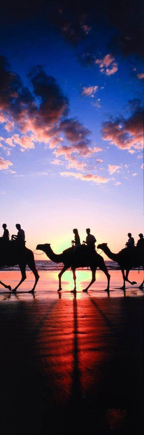Walking camels on the beach with people riding on them, A couple of dark cloud above them, and an effect of dense sunset, Broome Camels The Kimberley Artwork