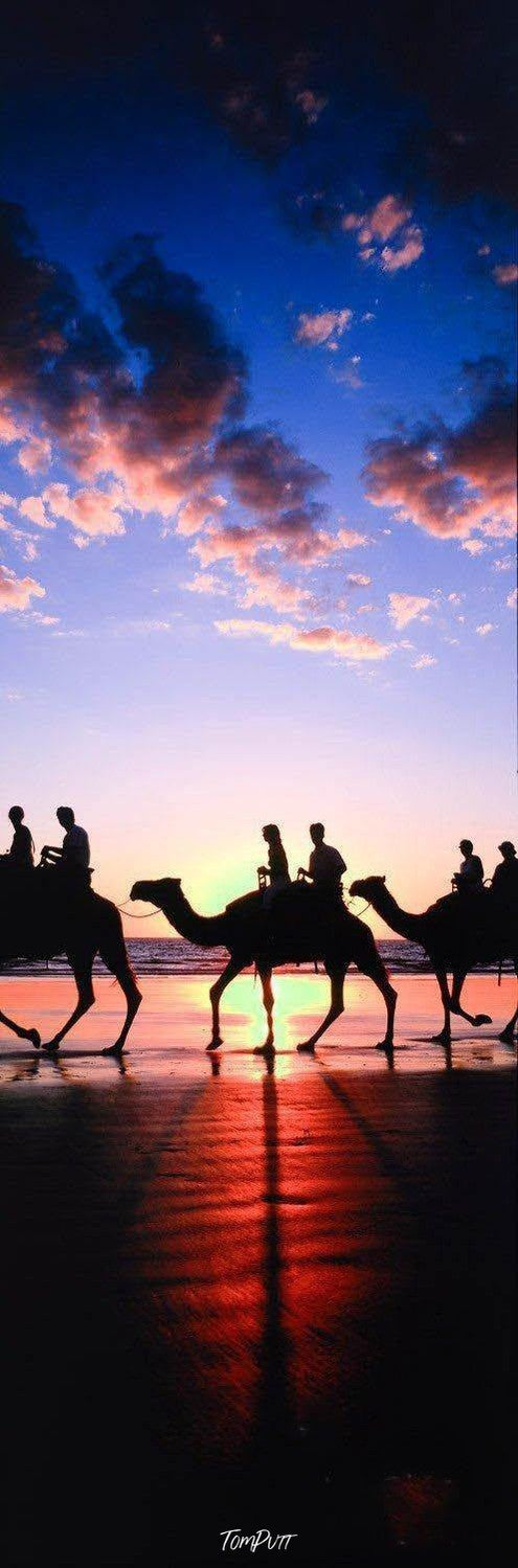 Walking camels on the beach with people riding on them, A couple of dark cloud above them, and an effect of dense sunset, Broome Camels The Kimberley Artwork