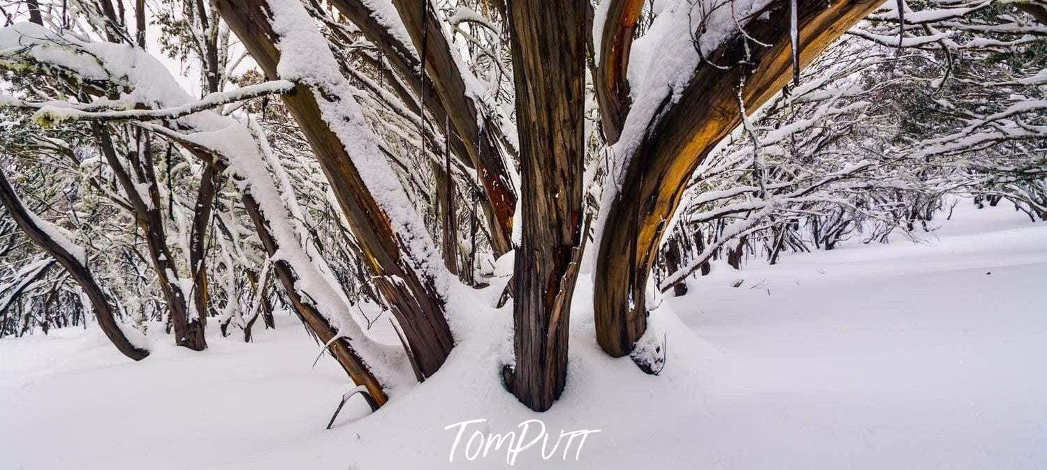 A group of trees' stems in a rounded shape, with the branches covered with the snow and penetrated roots in the snow, Buller Forest - Victorian High Country 