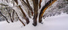 A group of trees' stems in a rounded shape, with the branches covered with the snow and penetrated roots in the snow, Buller Forest - Victorian High Country 
