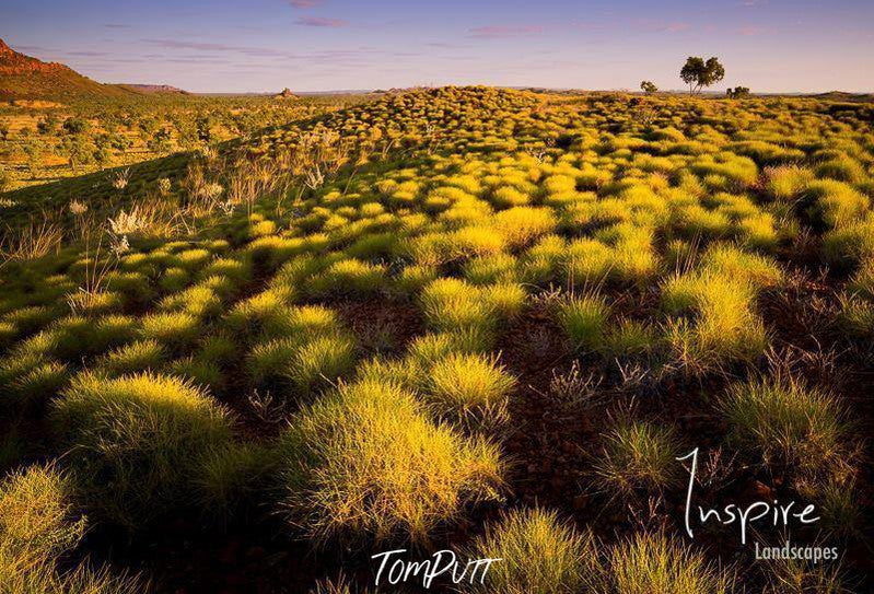 A long greenery area with a similar pattern of small plants following a row-column sequence, and a shiny effect of a sunlight on the entire picture, Bungles Spinifex - Purnululu Bungle Bungles