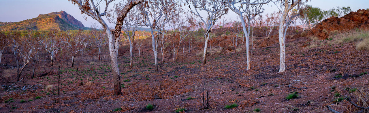 Burnt Forest, Keep River NP