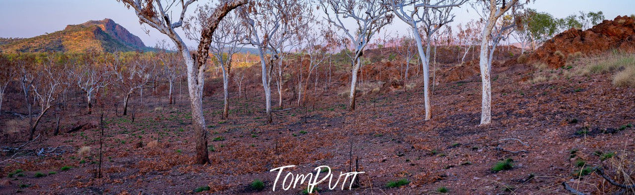 Burnt Forest, Keep River NP