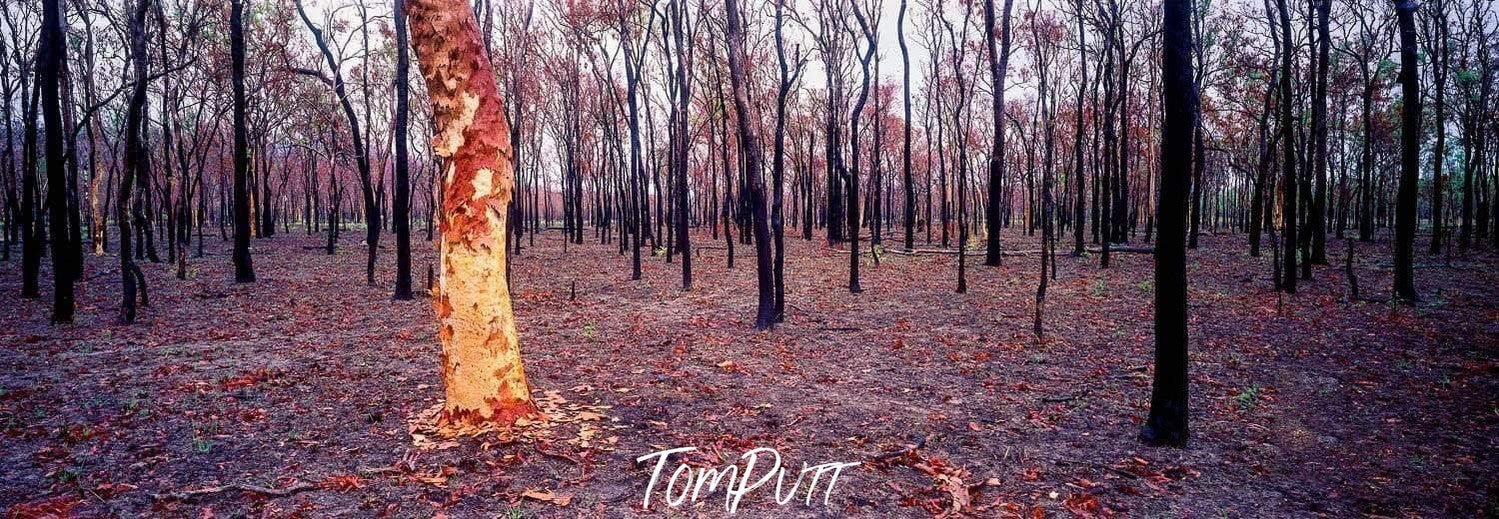 A burnt view of a forest with countless burnt trees' stems, and a front tree with peeled stem, Burnt Forest - Queensland