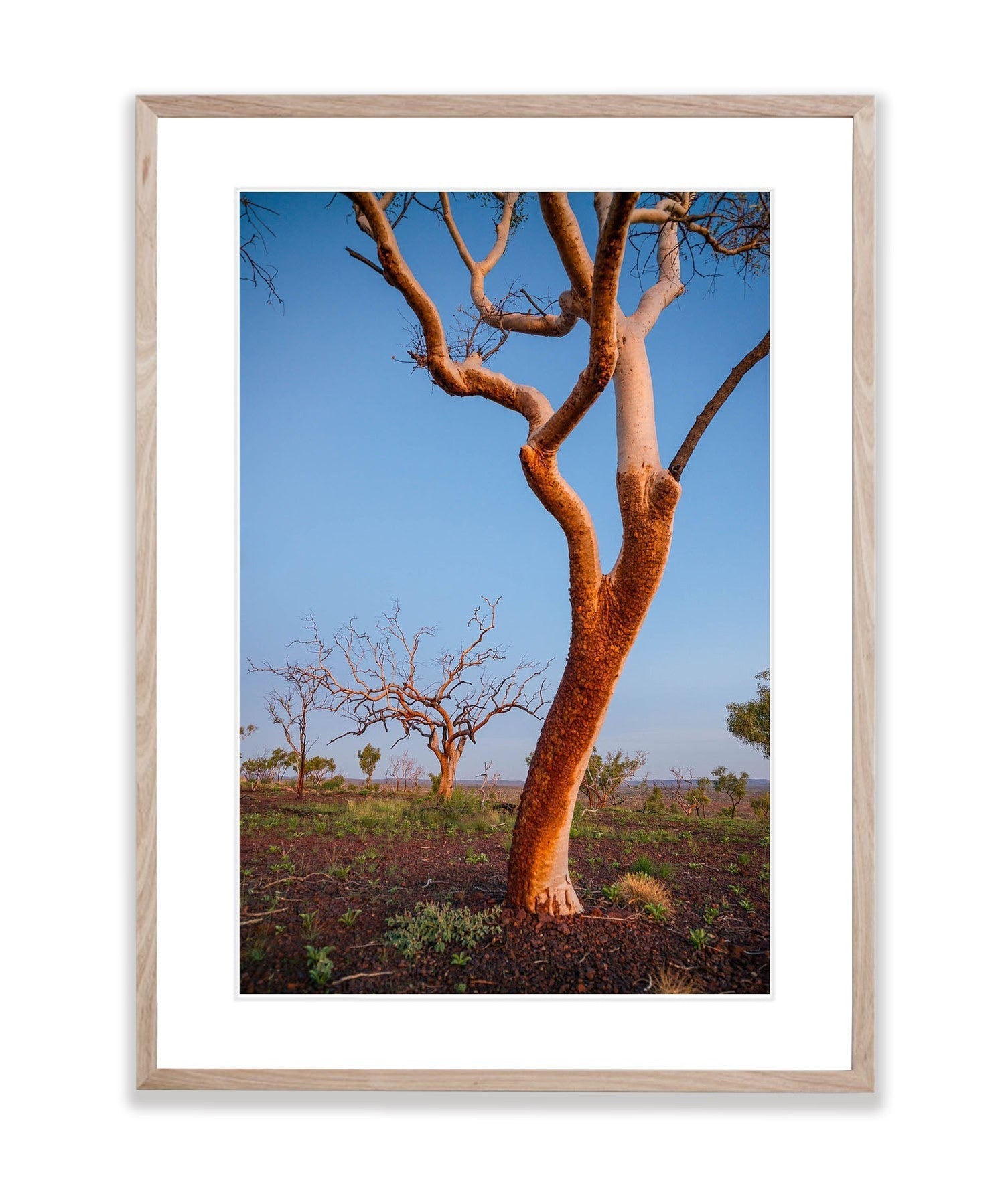 Burnt Snappy Gum, Karijini, The Pilbara