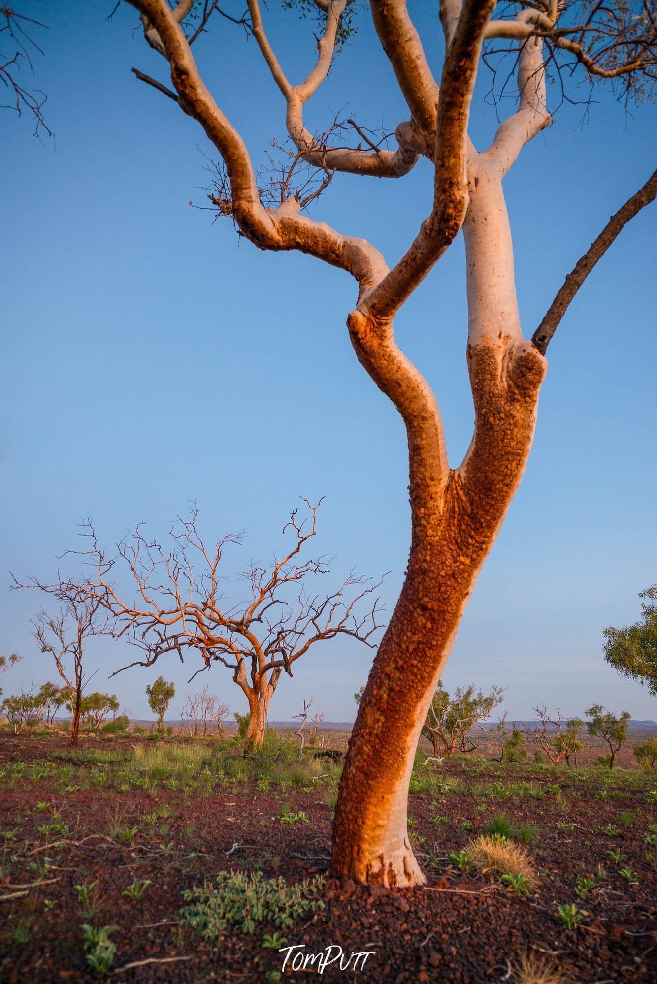 Burnt Snappy Gum, Karijini, The Pilbara