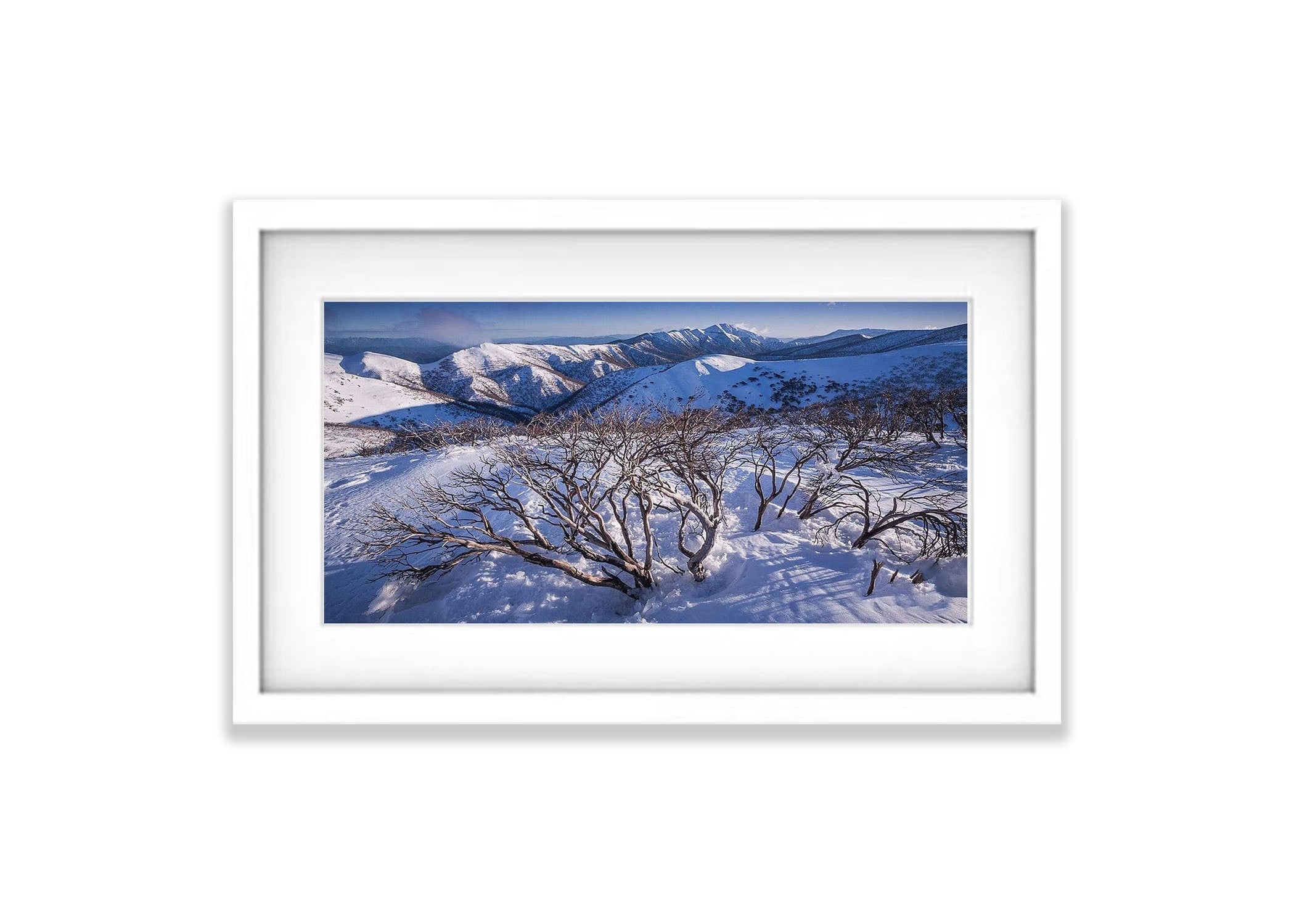 Burnt Snow Gums, Mount Hotham - VIC