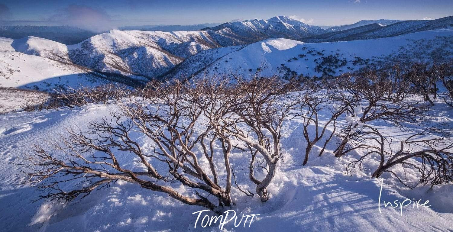 A large snow-covered area with some small trees with many branches and no leaves on them, A great wall of mountains covered with snow in the background, Feathertop in Snow - Victorian High Country