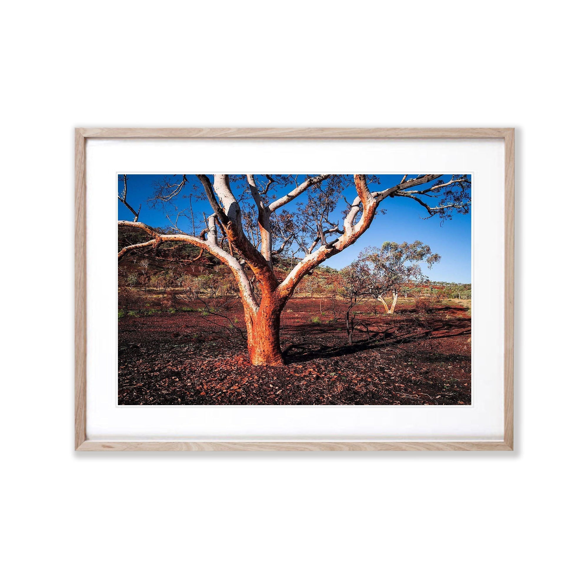 Burnt Tree - Karijini, The Pilbara