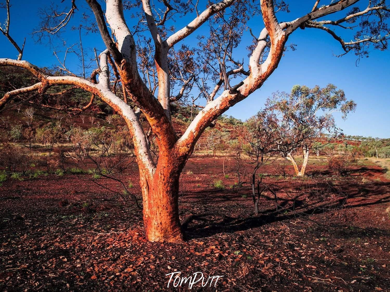 A tree with many branches having colors of white and mustard with fewer leaves, some other trees in the background with a shiny effect of sunlight hitting on the entire scene, Burnt Tree - Karijini, The Pilbara