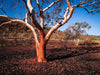 A tree with many branches having colors of white and mustard with fewer leaves, some other trees in the background with a shiny effect of sunlight hitting on the entire scene, Burnt Tree - Karijini, The Pilbara