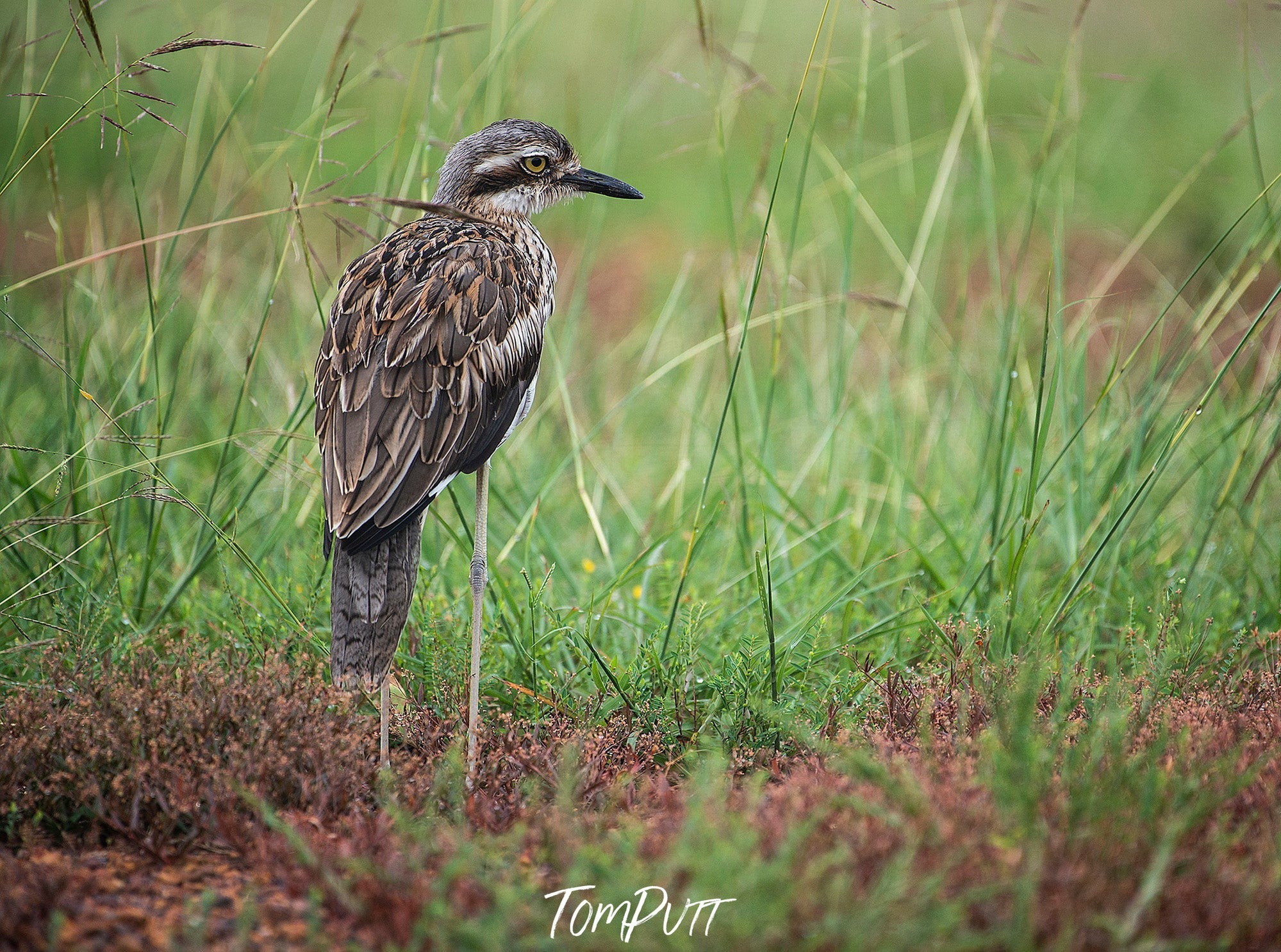 Bush Stone Curlew