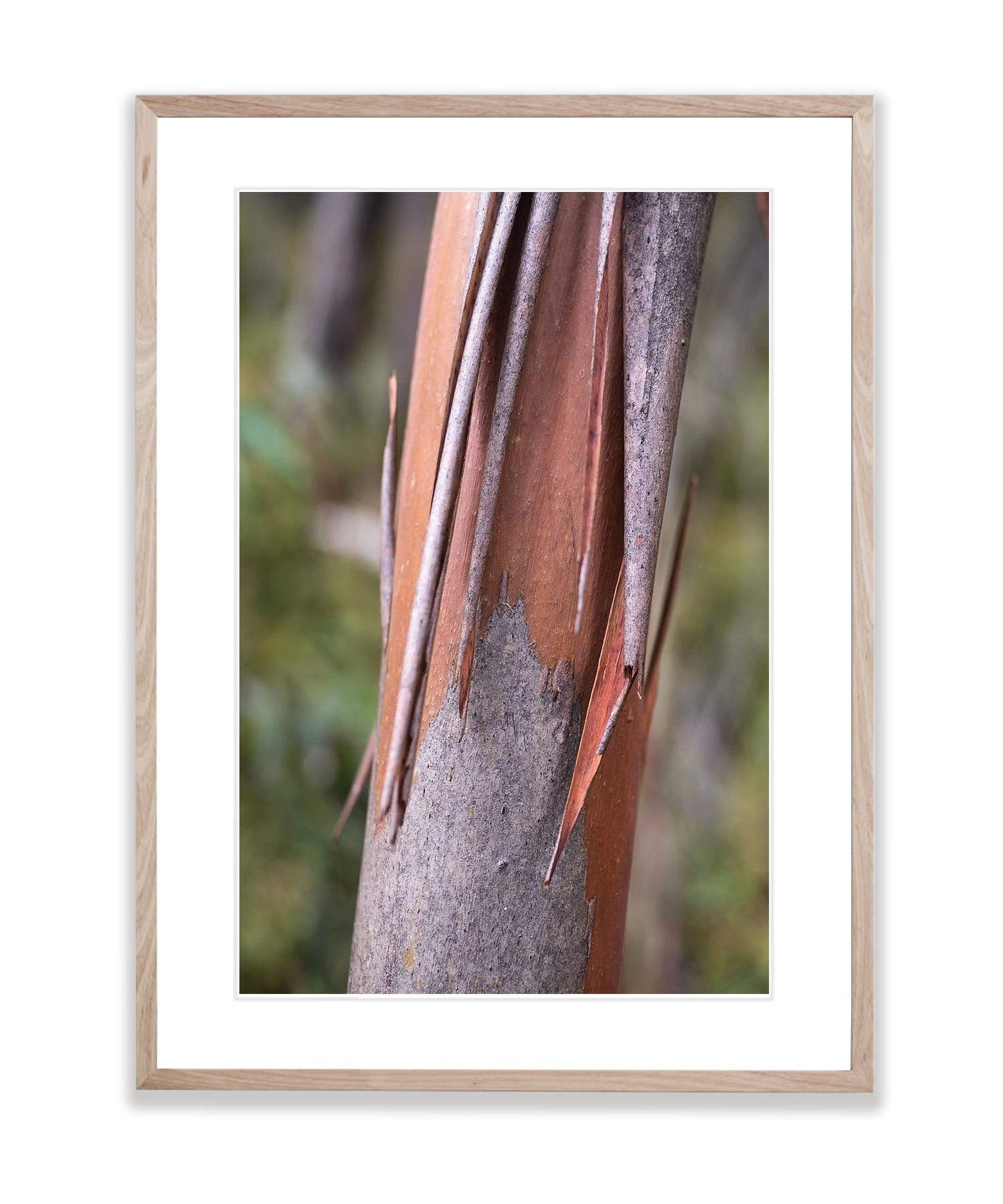 Bushland No.3, Kangaroo Island, South Australia