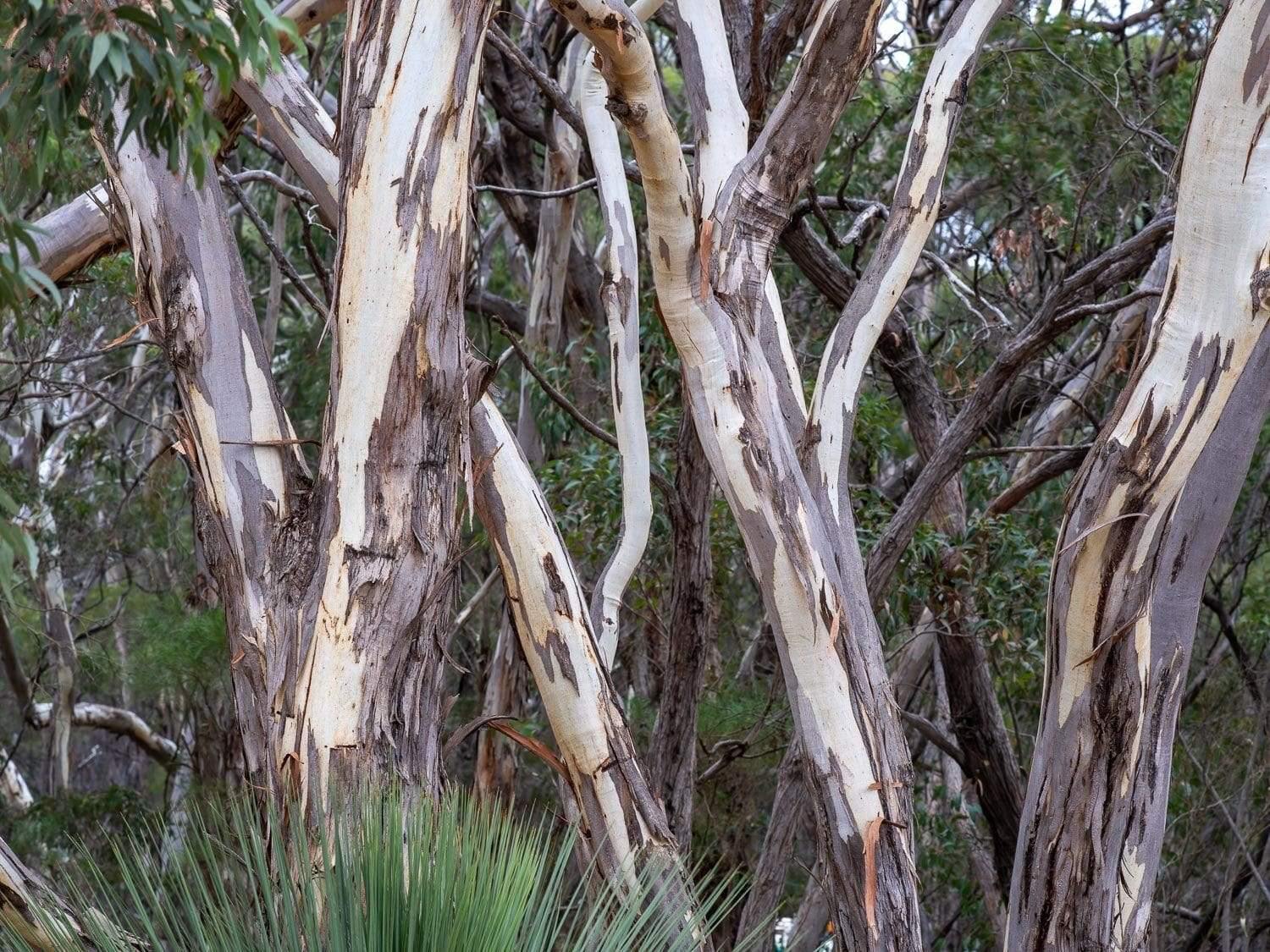 A group of tree's stem naturally peeled from some areas, Bushland - Kangaroo Island SA