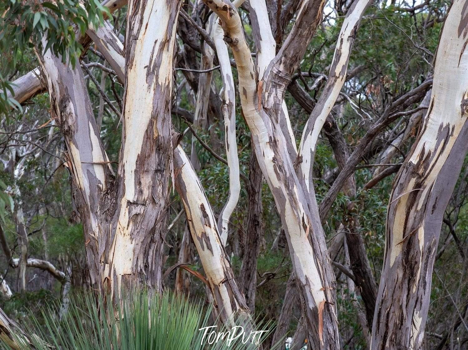 A group of tree's stem naturally peeled from some areas, Bushland - Kangaroo Island SA