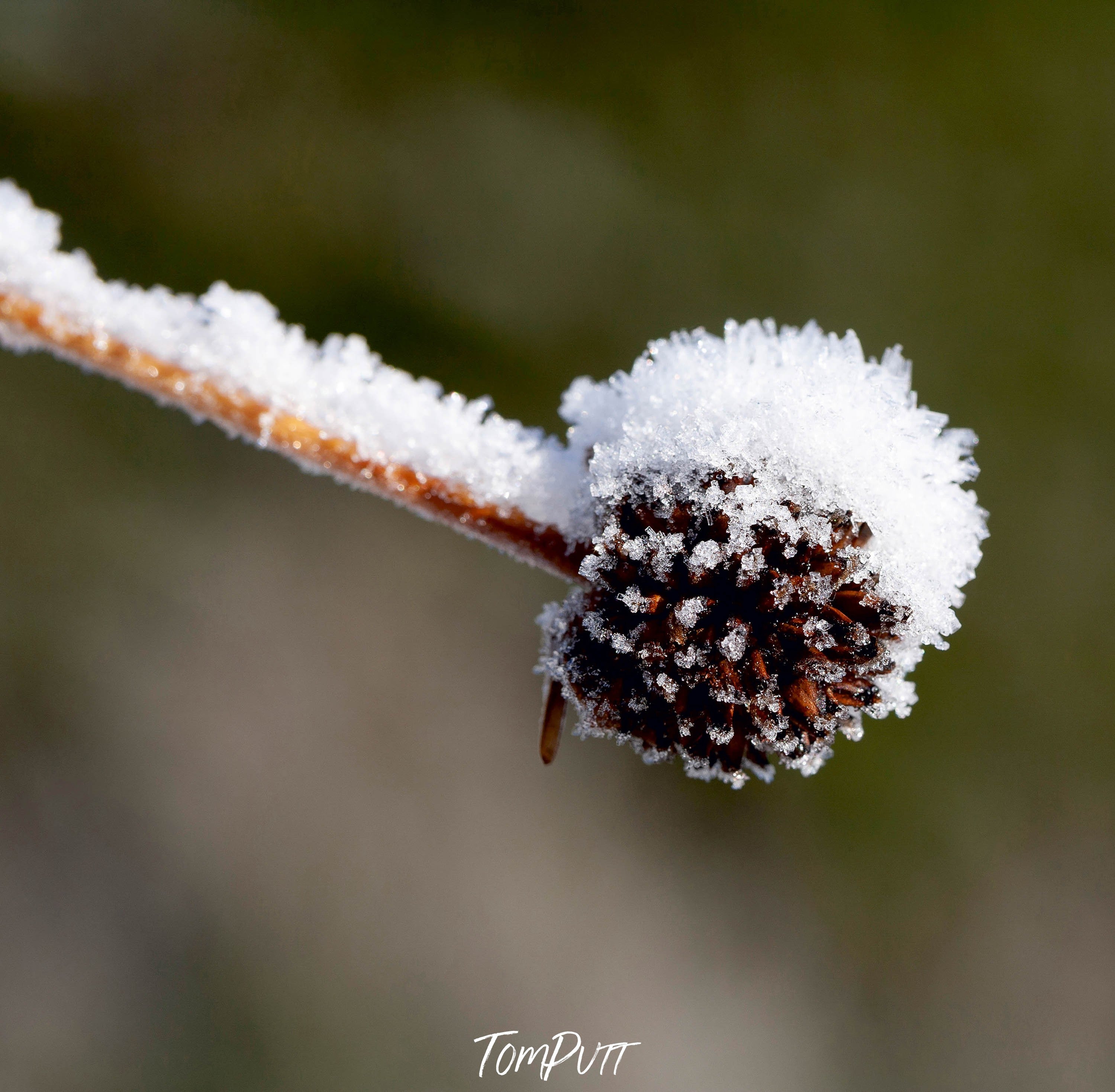 Buttongrass, Cradle Mountain, TAS