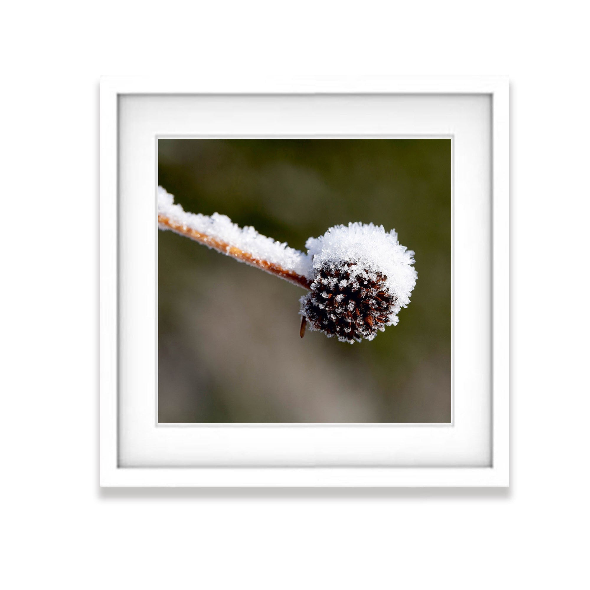 Buttongrass, Cradle Mountain, TAS