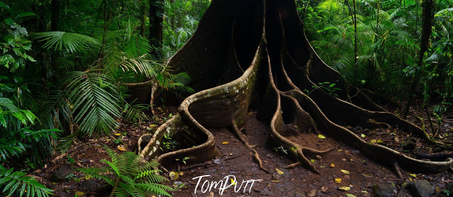 Buttress Tree Root, Far North Queensland