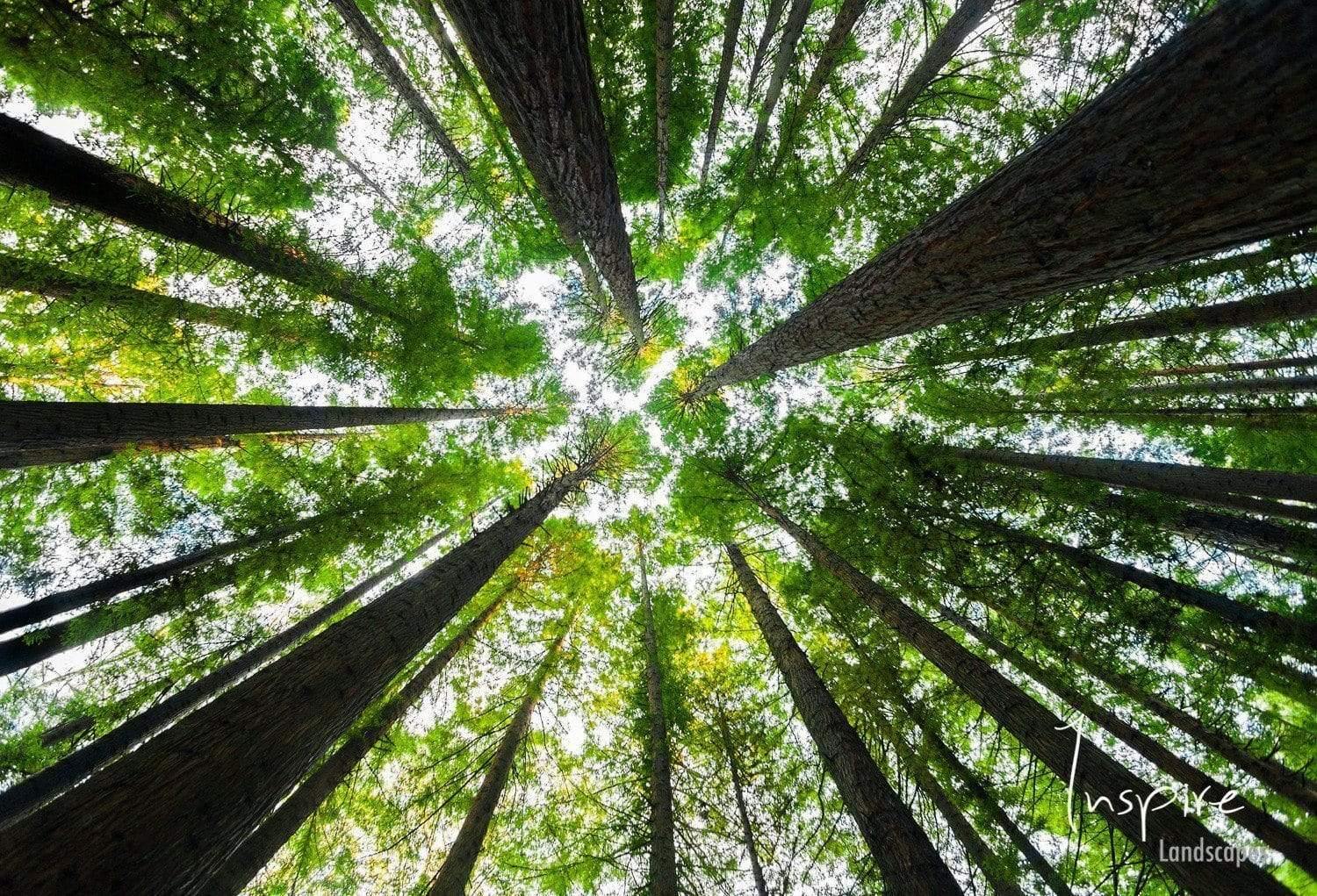 A picture was taken from bottom to top angle, beautiful group of some very tall trees standing tall with their top meeting at the height, Californian Redwoods - Great Ocean Road VIC