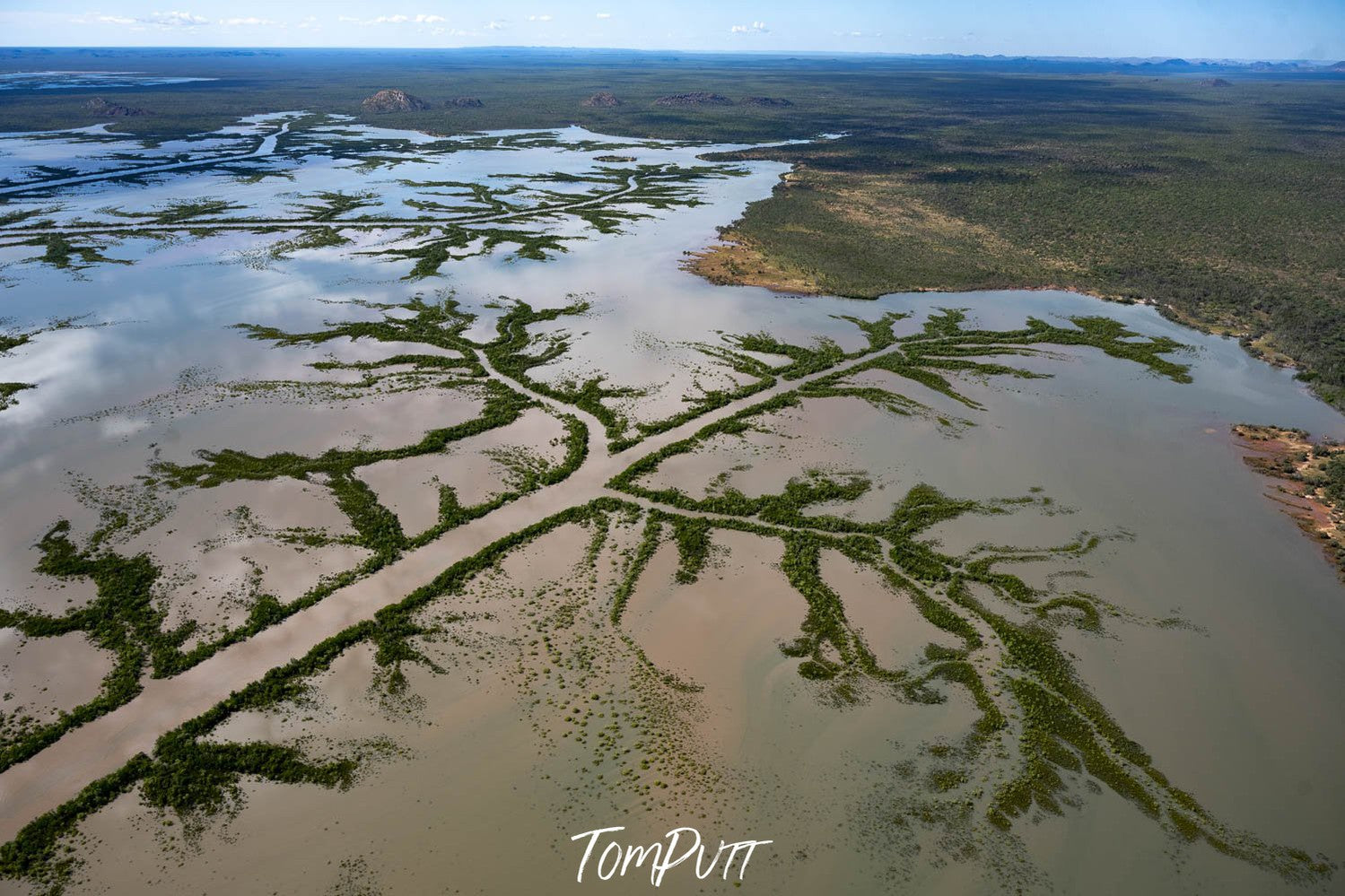 A long treelike shape of green colour having branches is formed on the oceanic surface with the land connecting to the area filled with ground greenery and a shining view of sunlight, and a clear sky, Cambridge Gulf, The Kimberley  