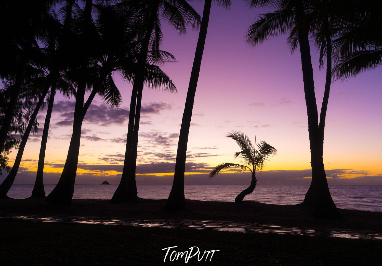 Long coconut trees standing tall in a row with the dark black effect of night shadow with a light purplish sky, and a sea connecting with the land, Catching Up, Lone Palm Tree, Palm Cove, Far North Queensland