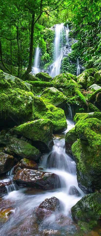 A portrait view of some stones covered with dense green grass and a flow of water on the land, a lot of fresh greenery in the background, Chalahn Falls - Lamington National Park QLD  