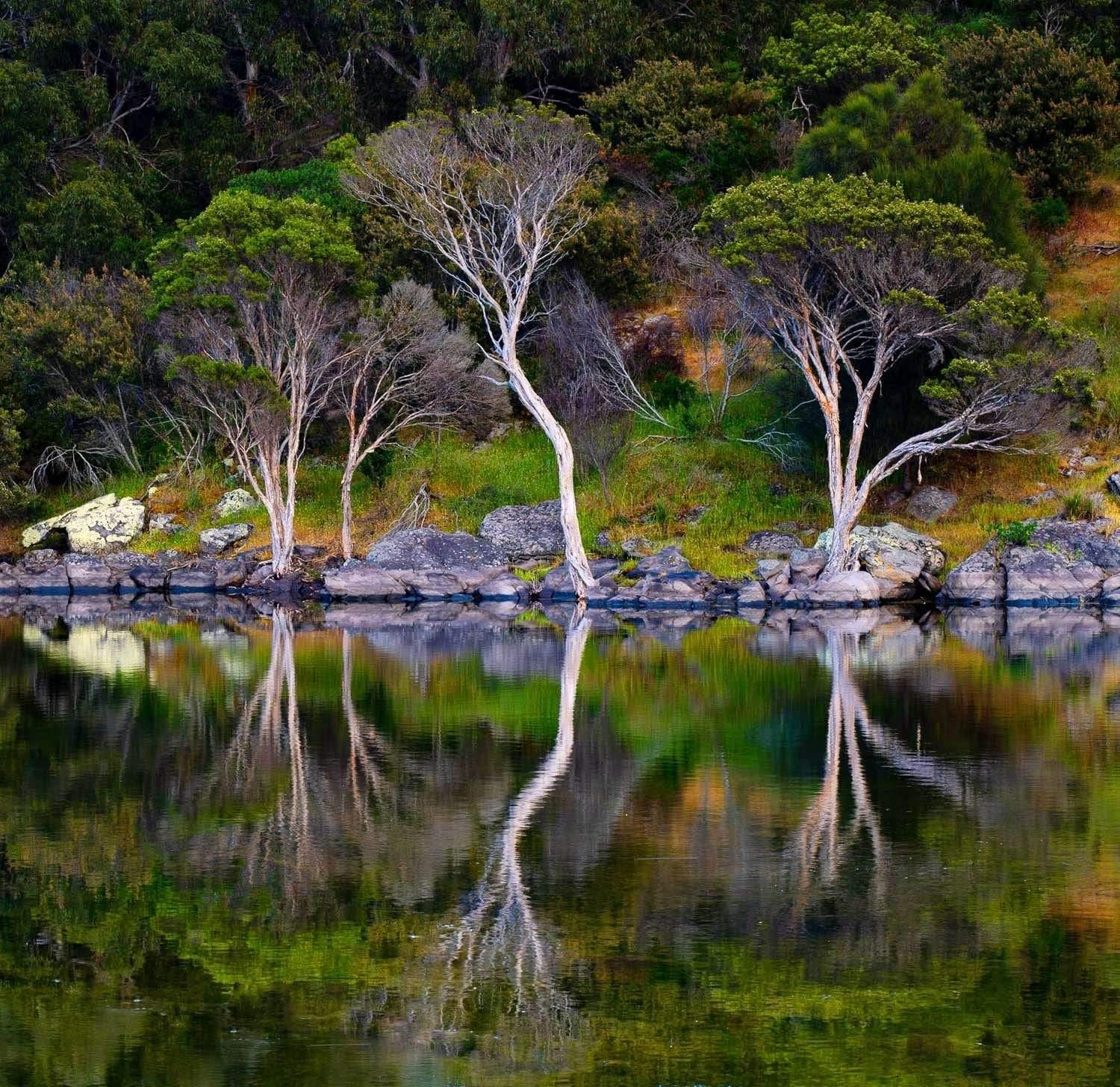 Beautiful lake with fully green surroundings, some trees and grass on the land making a clear reflection in the water, Chapman River - Kangaroo Island SA 