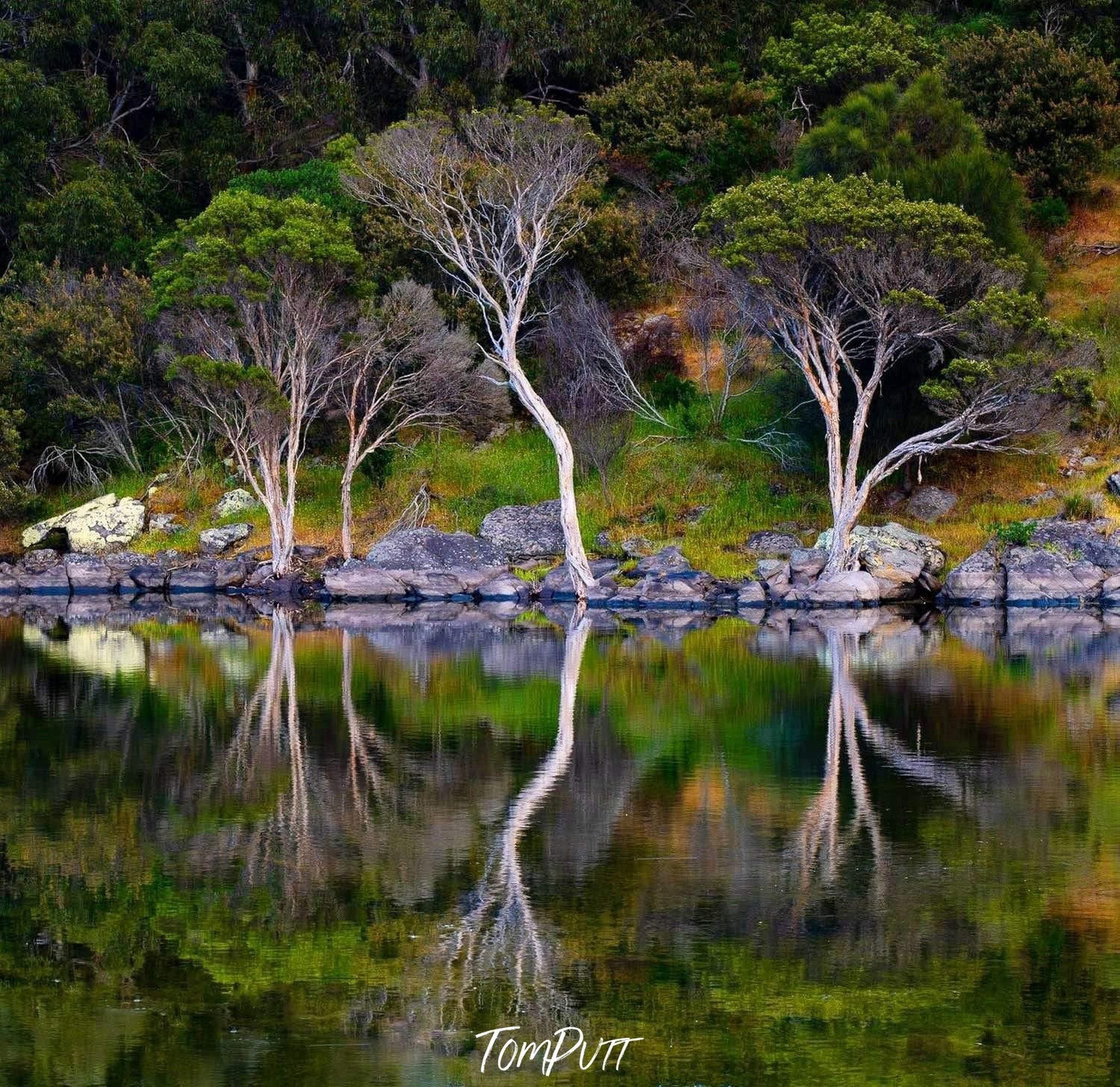 Beautiful lake with fully green surroundings, some trees and grass on the land making a clear reflection in the water, Chapman River - Kangaroo Island SA 