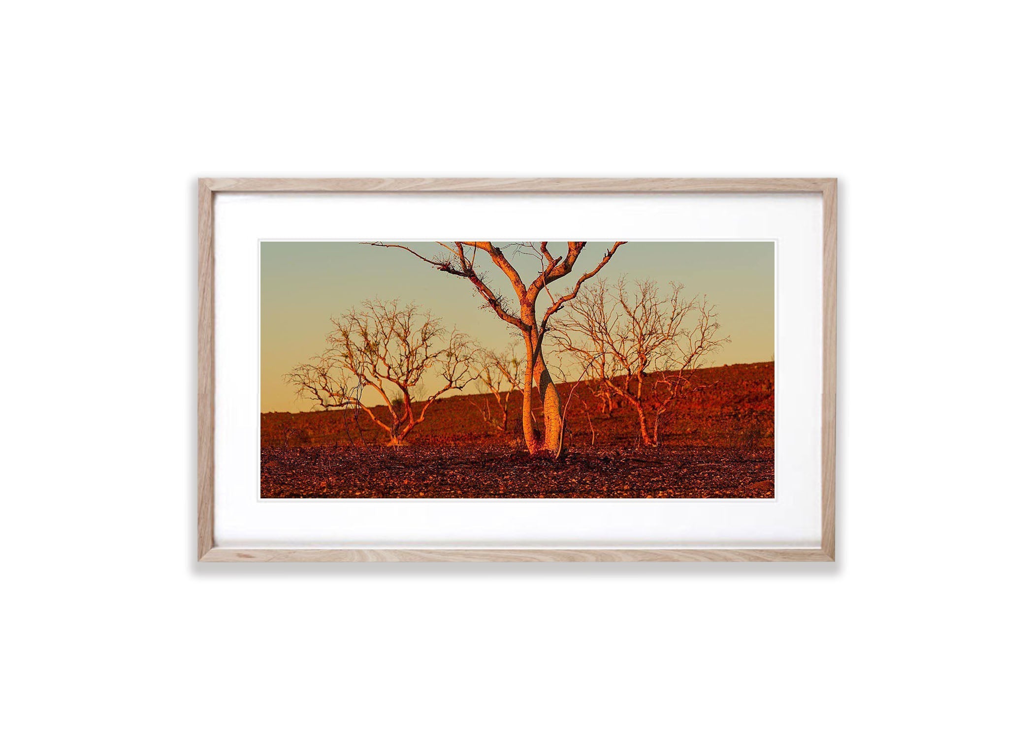 Charred Remains - Karijini, The Pilbara