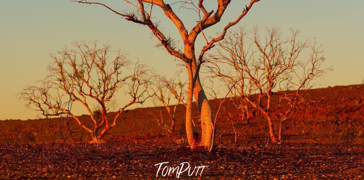 3 small trees with a lot of small branches and no leaves on them, a sunny effect and a thick sand on the land, Charred Remains - Karijini, The Pilbara