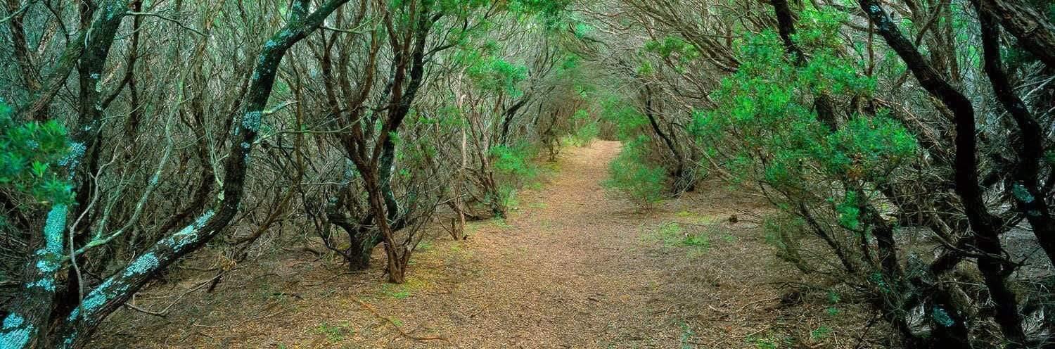 A daylight view of pathway between the forest covered with small trees and plants from both sides, Coastal Path, Cape Schanck - Mornington Peninsula VIC