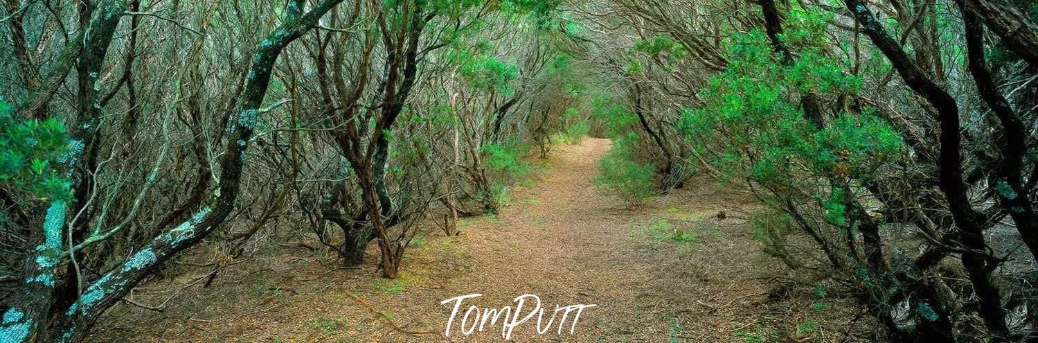 A daylight view of pathway between the forest covered with small trees and plants from both sides, Coastal Path, Cape Schanck - Mornington Peninsula VIC