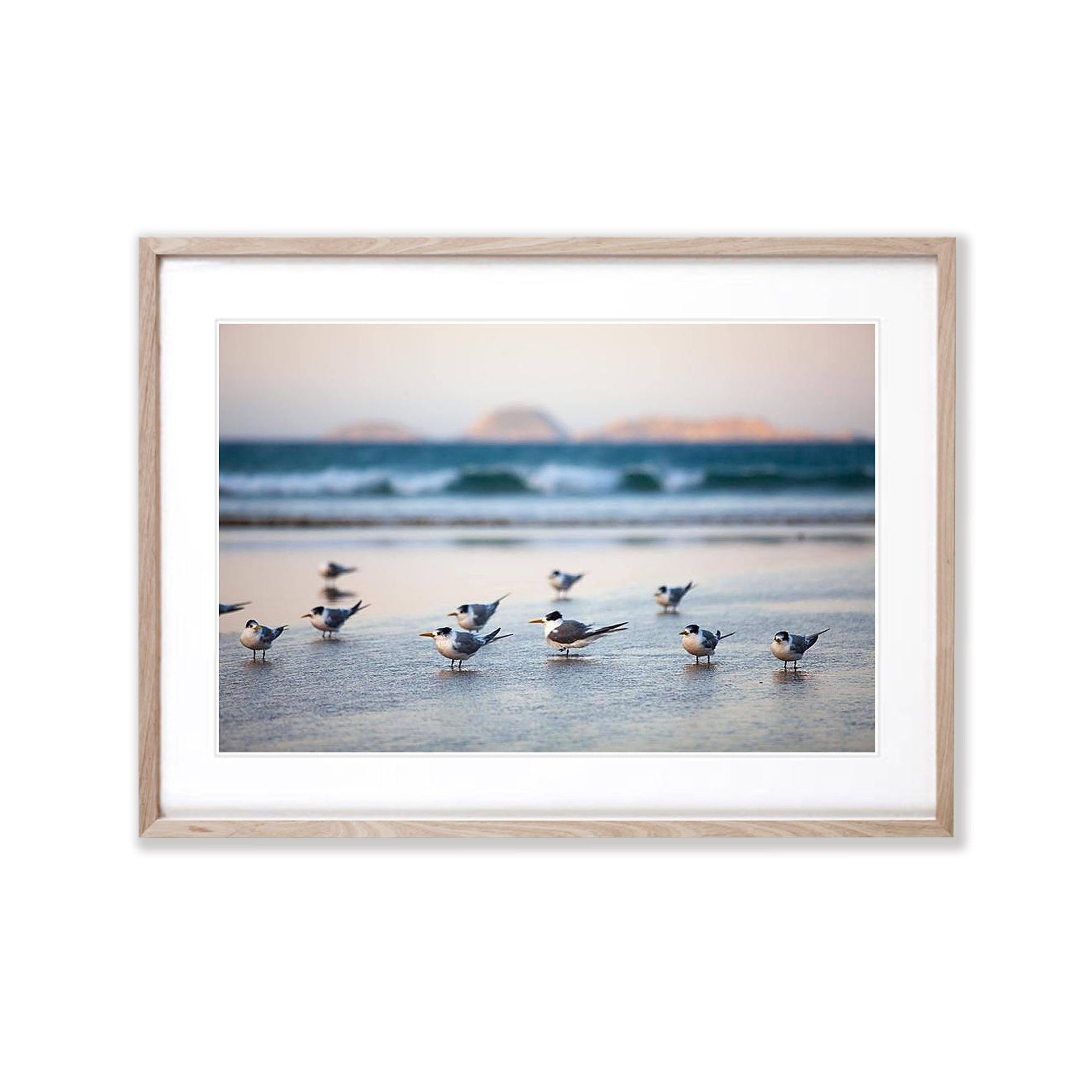 Crested Terns - Wilson's Promontory VIC