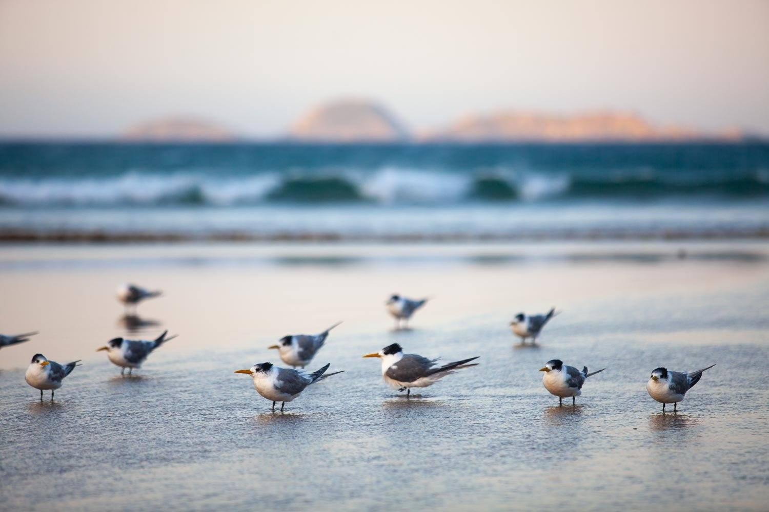 A close up capture of a group of Crested Terns at the seashore with the sea and some blurred rocks in the background, Crested Terns - Wilson's Promontory Victoria 