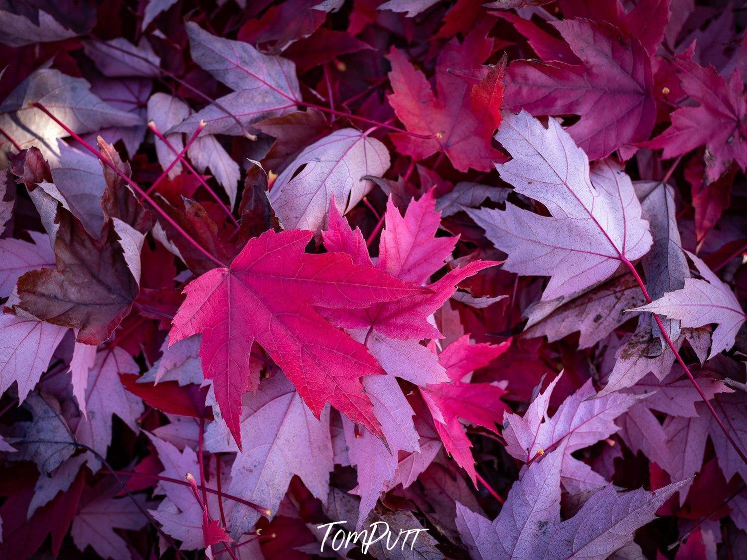 A close up capture of a group of abscission leaves with different purple shades, Crimson Carpet - Bright Victoria