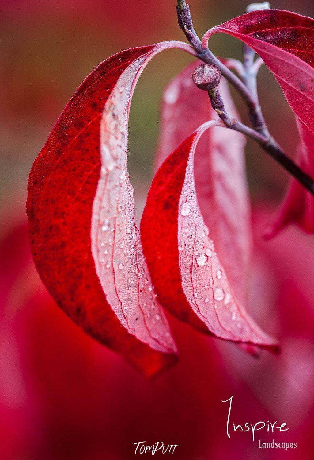 A close up capture of red leaves of plants with the clear water drops on them, Crimson Droplets, Bright Victoria 