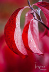 A close up capture of red leaves of plants with the clear water drops on them, Crimson Droplets, Bright Victoria 