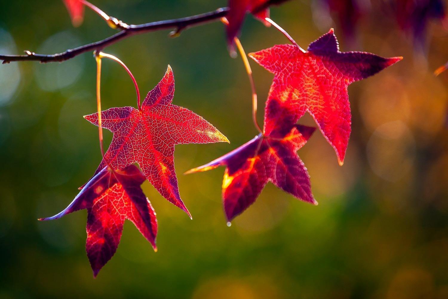 A close-up capture of red shaded star leaves of plants with the small leafy texture on them, Crimson Glow, Bright Victoria 