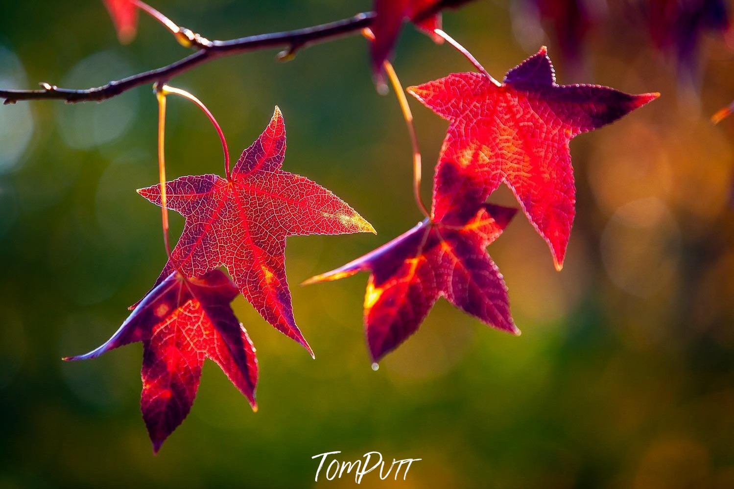 A close-up capture of red shaded star leaves of plants with the small leafy texture on them, Crimson Glow, Bright Victoria 