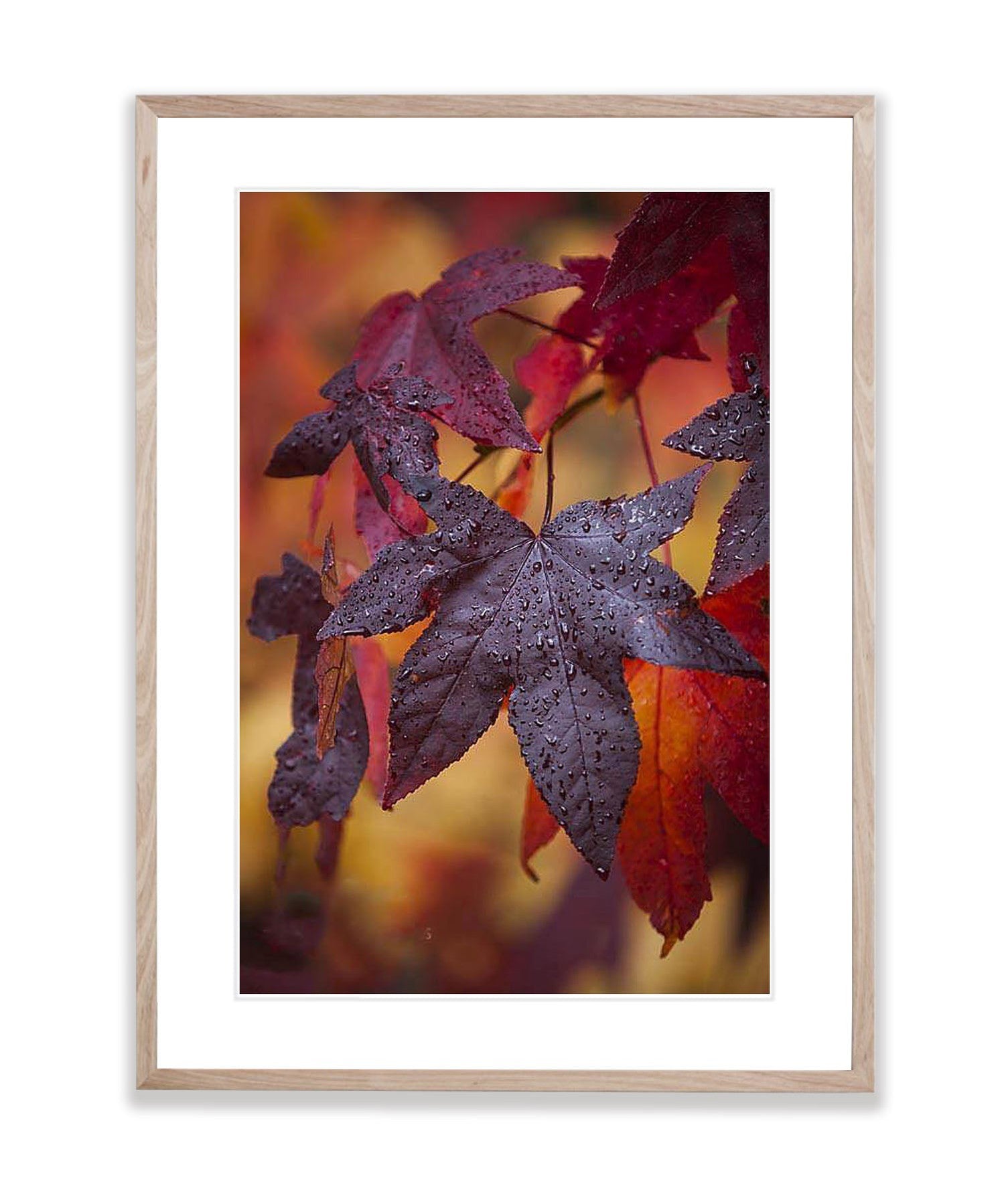 Crimson Leaves, Bright, Victorian High Country