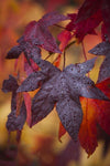 A close-up shot of beautiful star-shaped autumn leaves of greyish purple color with clear waterdrops on it, and similar orange-colored leaves in the background.