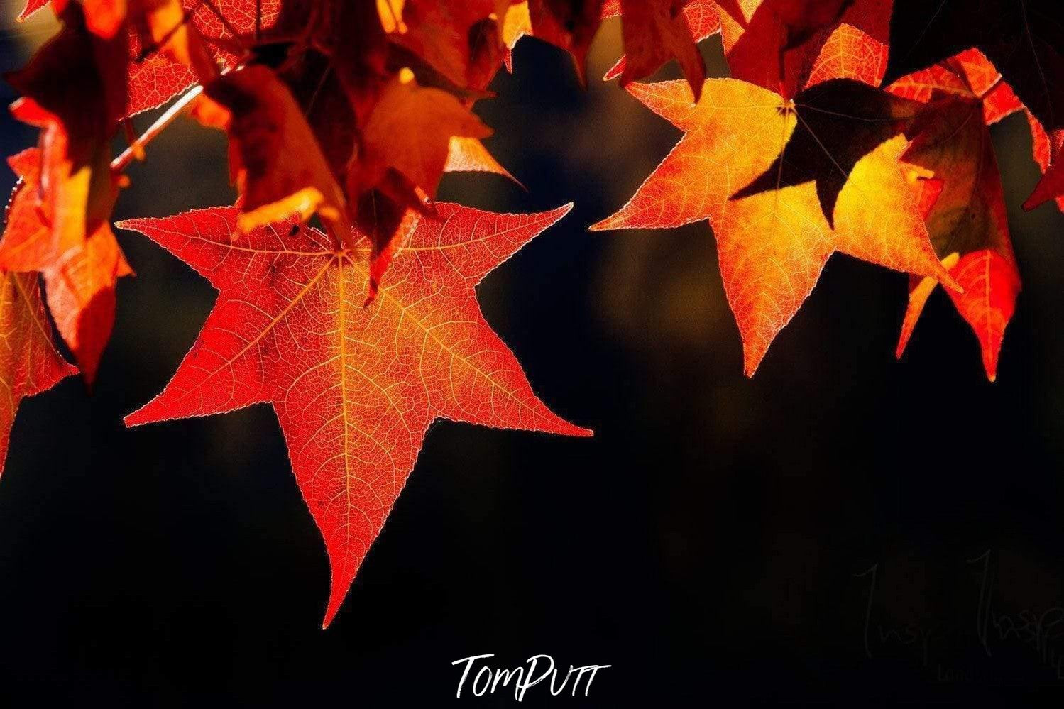 A close-up shot of a group of beautiful star-shaped autumn leaves of orange color with a solid black background, Crimson Light Autumn Leaves Bright Victoria