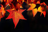 A close-up shot of a group of beautiful star-shaped autumn leaves of orange color with a solid black background, Crimson Light Autumn Leaves Bright Victoria