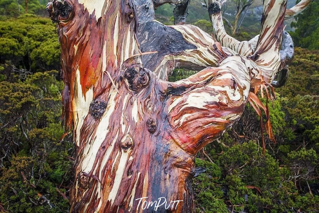 A close-up shot of a giant tree with alpine textures of chocolate and vanilla colors and a thick forest view in the background, Crimson Gum - Cradle Mountain TAS 