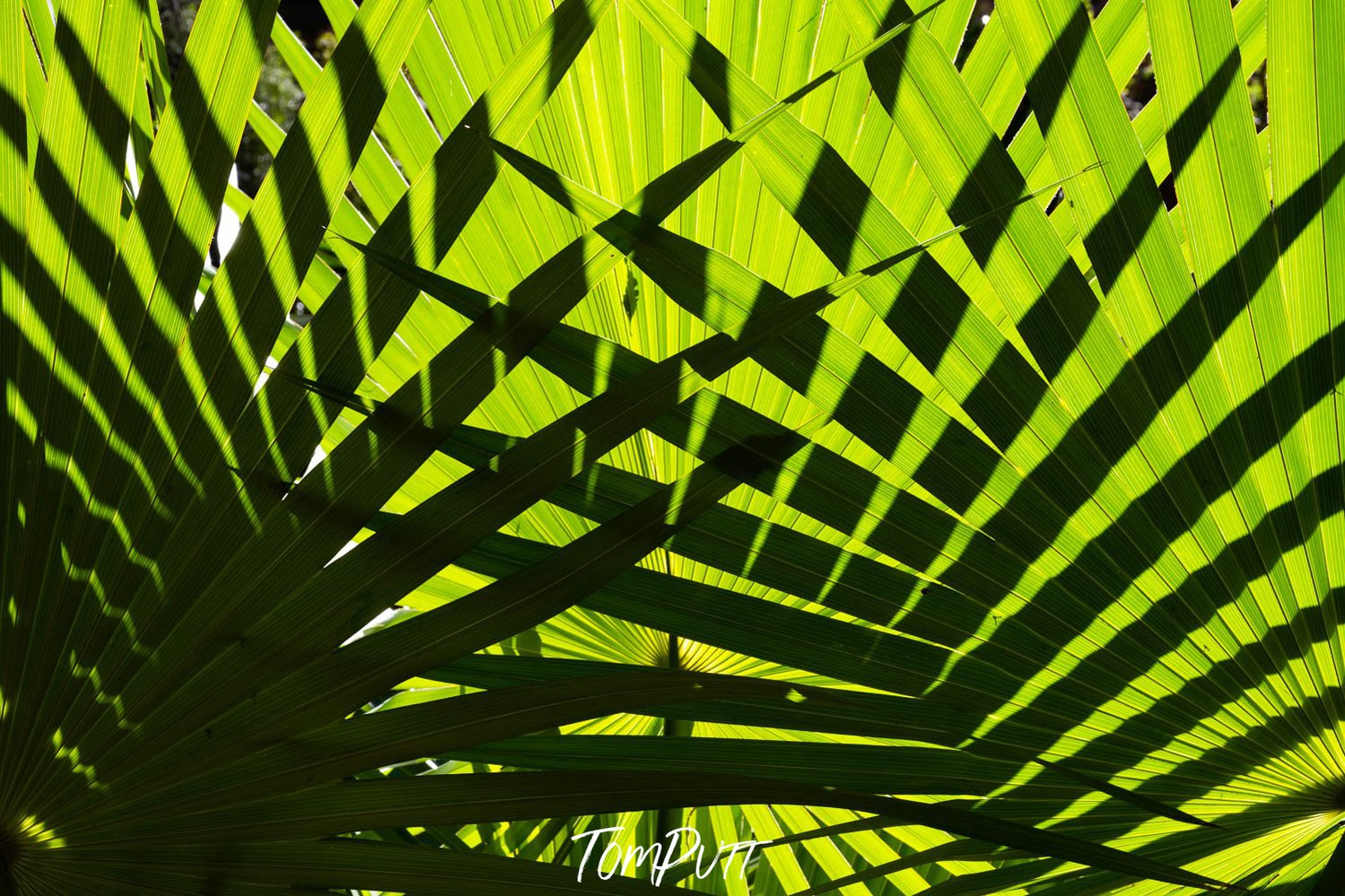 A sharp view of long green leaves intersecting each other in a group of two, shiny sunlight falling on the half picture and a solid shadow on the remaining part, Crossover, Livistona Palms, The Kimberley